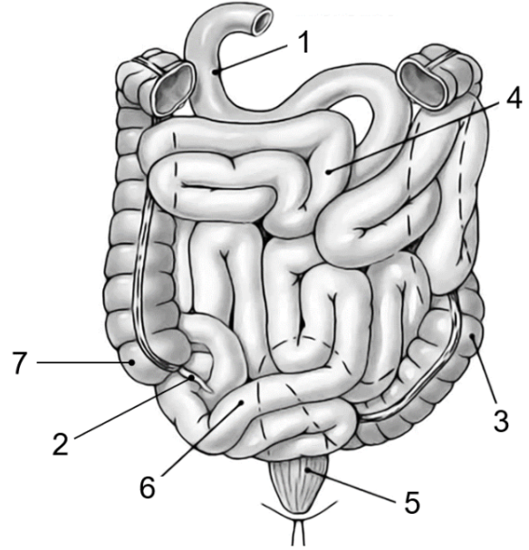 ЕГЭ / Биология / 13-14 задание (24) / 41 изображение 1