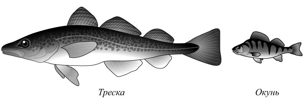 На рисунке изображены треска и окунь длина окуня 20 см какова примерная длина трески ответ