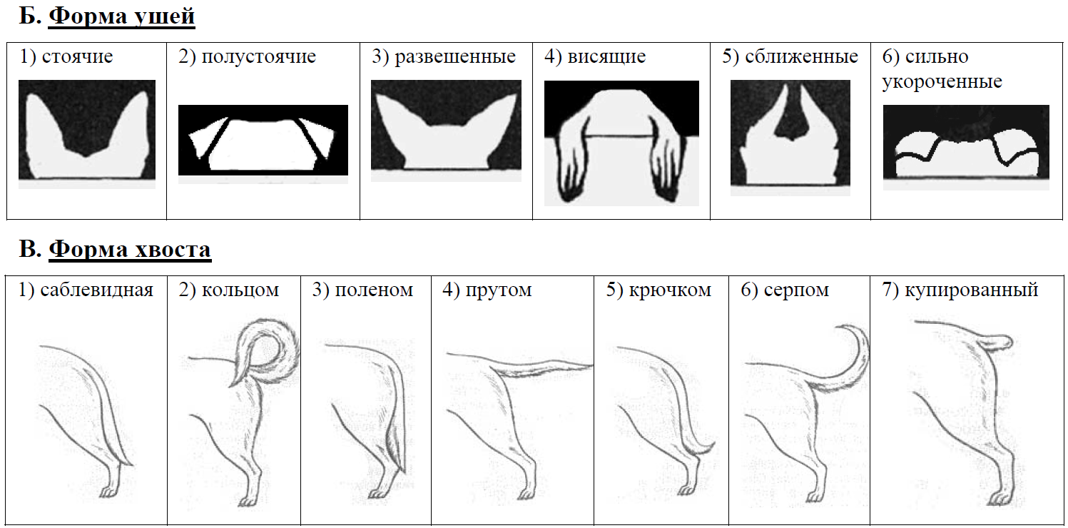 Выберите характеристики соответствующие внешнему строению кошки по следующему плану окрас шерсти