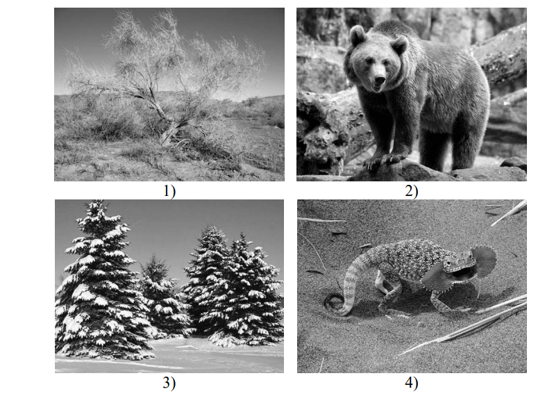 ВПР / Окружающий мир / 4 класс / 03 задание / 04 изображение 2