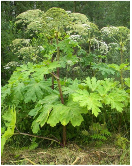 ОГЭ / Биология / 22 задание (24) / 55 изображение 1