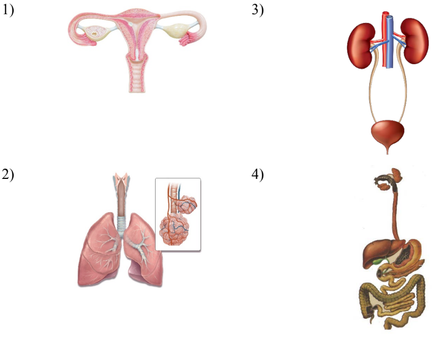 ОГЭ / Биология / 14 задание (24) / 35 изображение 1