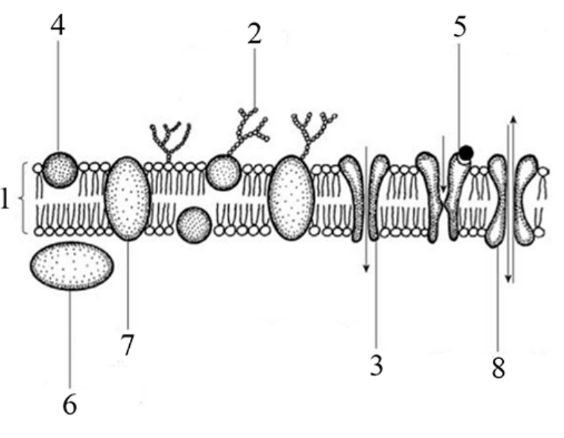 ЕГЭ / Биология / 05-06 задание (24) / 62 изображение 1