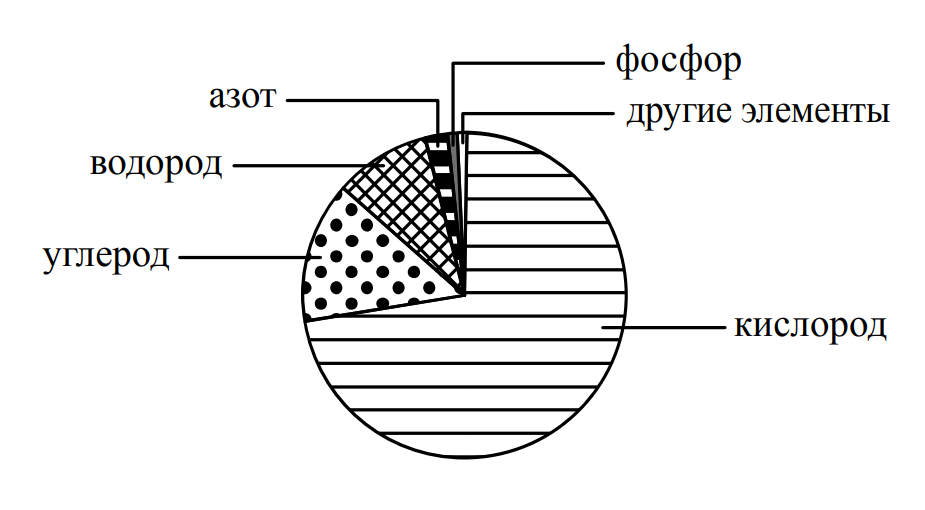 Диаграмма 5 класс биология