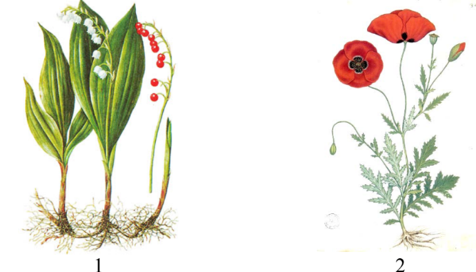 ОГЭ / Биология / 11 задание (24) / 34 изображение 1