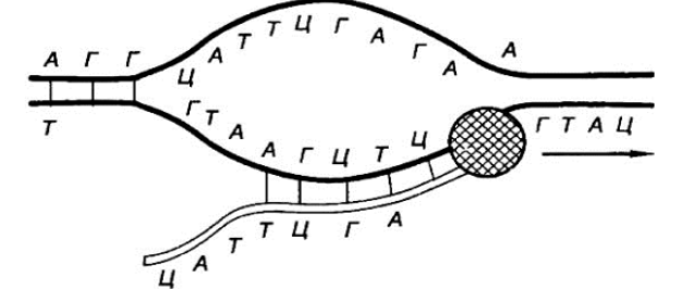 ЕГЭ / Биология / 01 задание (24) / 62 изображение 1