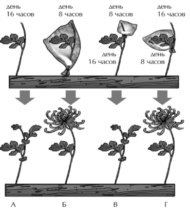 ЕГЭ / Биология / 26 задание (24) / 59 изображение 1
