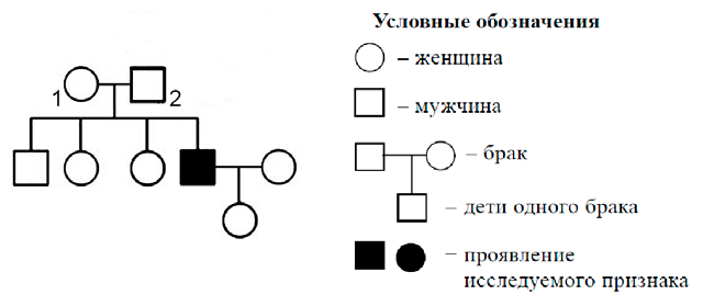 По изображенной на схеме родословной человека определите вероятность рождения в браке отмеченном