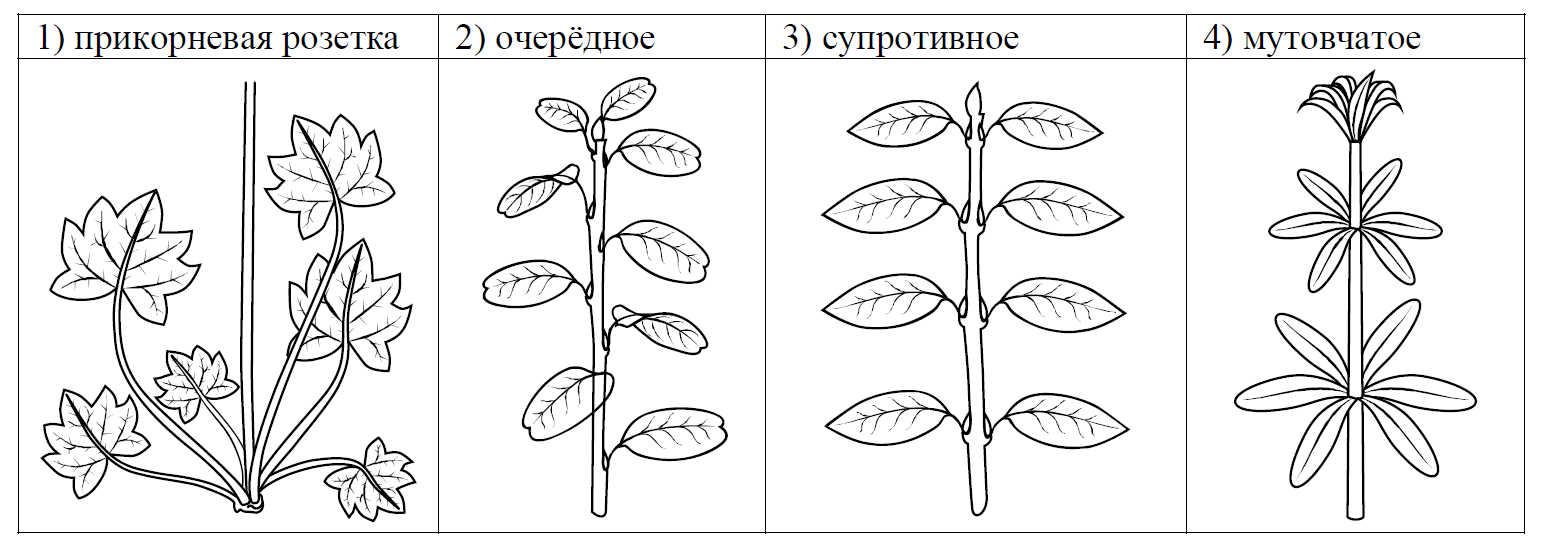 ВПР / Биология / 6 класс / 05 задание / 78 изображение 4