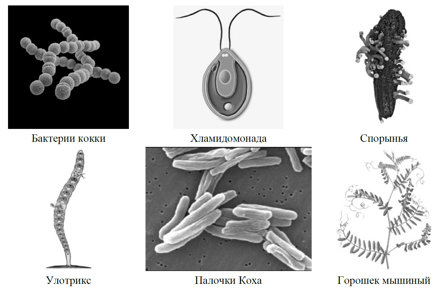 Рассмотрите изображение шести организмов впр