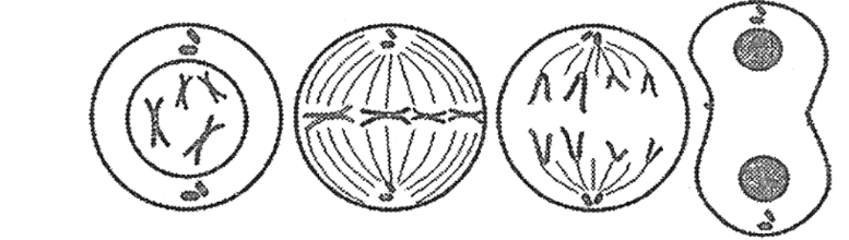 ЕГЭ / Биология / 01 задание (24) / 59 изображение 1