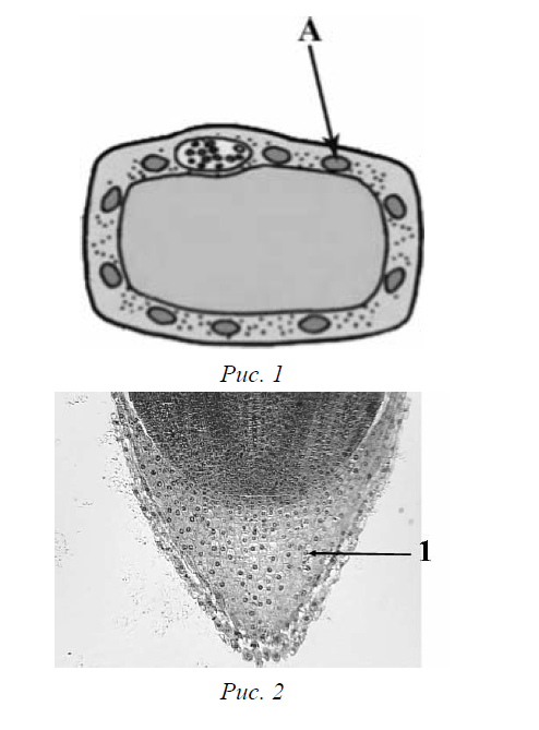 ВПР / Биология / 6 класс / 07 задание / 20