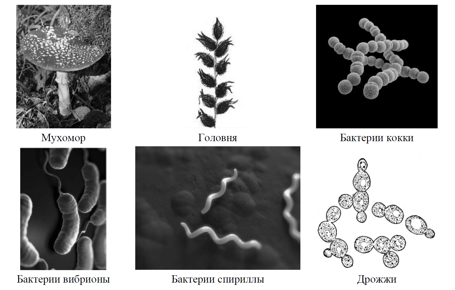 Рассмотрите изображения шести представителей мира грибов впр 7 класс