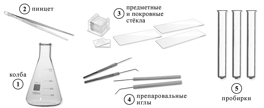 ВПР / Биология / 5 класс / 14 задание (25) / 01 изображение 1