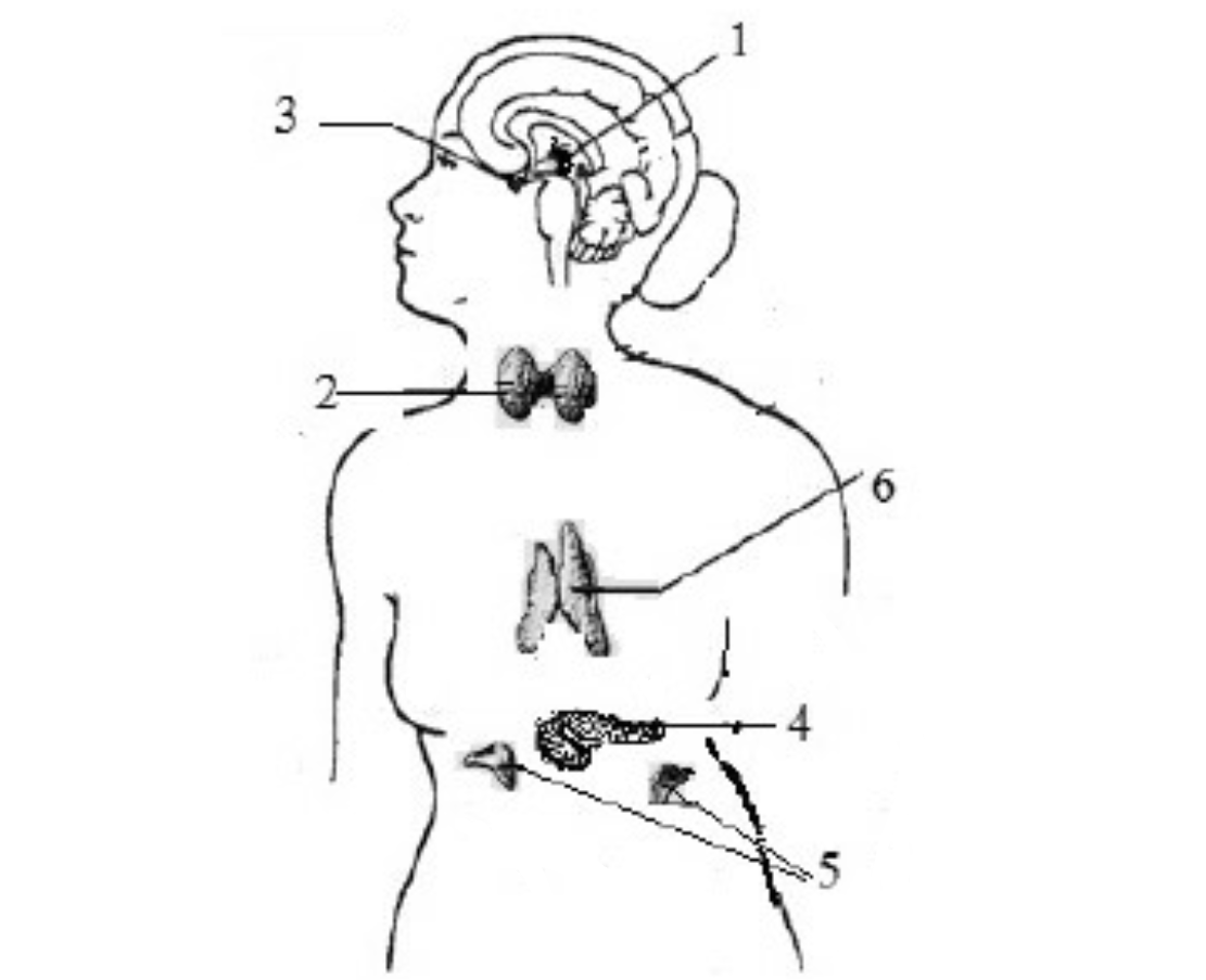 Выберите три верно обозначенные подписи к рисунку строение эндокринной системы человека указывающие