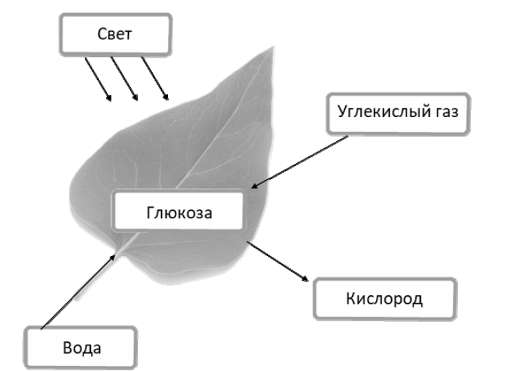 Схема фотосинтеза впр