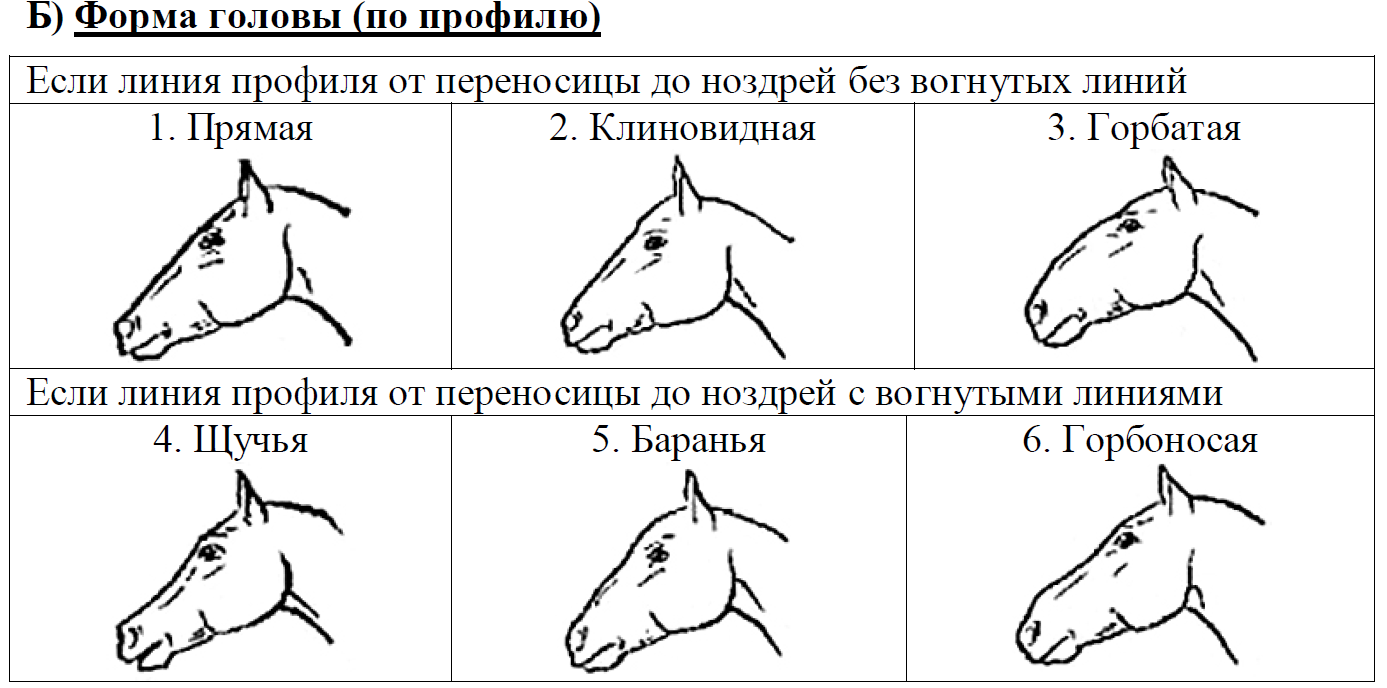 ОГЭ / Биология / 13 задание / 16 изображение 3