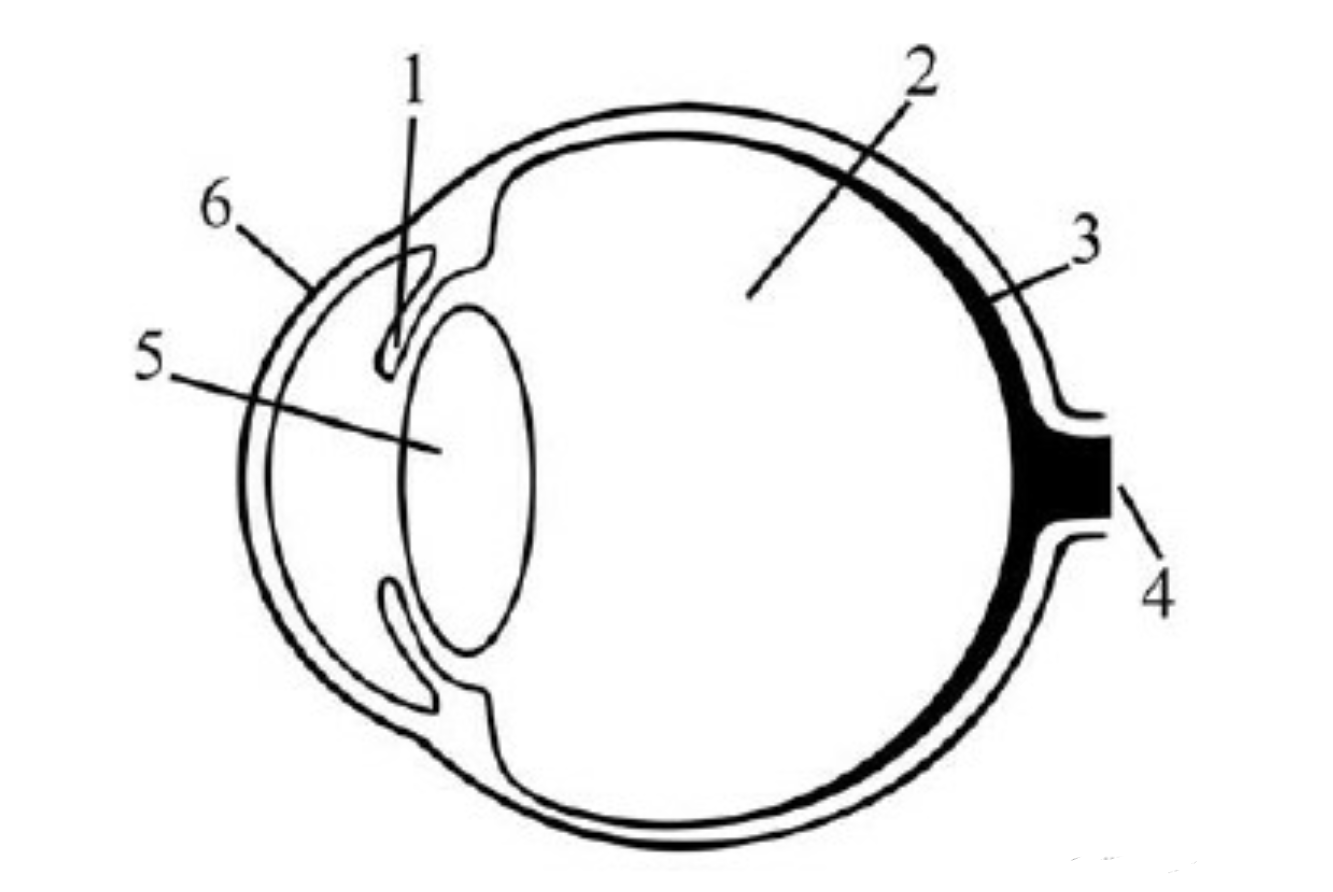 Какие структуры глаза обозначены буквами на рисунке. Строение глаза схема ЕГЭ. Строение глаза без подписей. Строение глаза схема без подписи. Строение глаза рисунок без подписей.