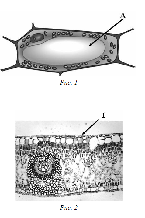 Рассмотрите рисунок растительной клетки какая структура клетки обозначена а рис 1