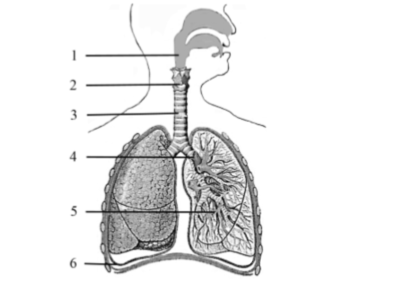 Выберите три верно обозначенные подписи к рисунку на котором изображено строение дыхательной системы