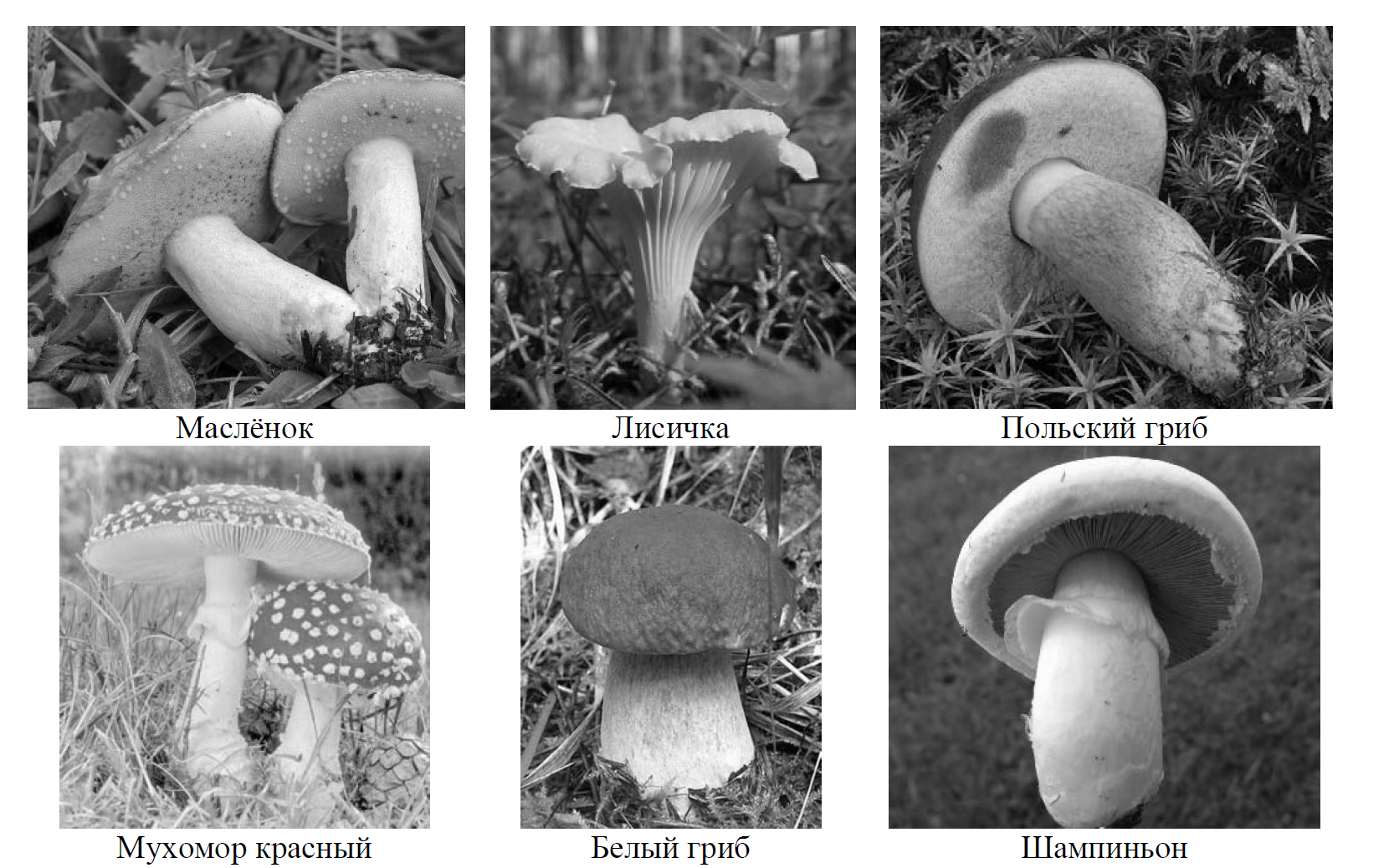 Грибы впр таблица. Основание по которому можно разделить грибы. ВПР по биологии грибы. Какие есть 2 группы грибов.