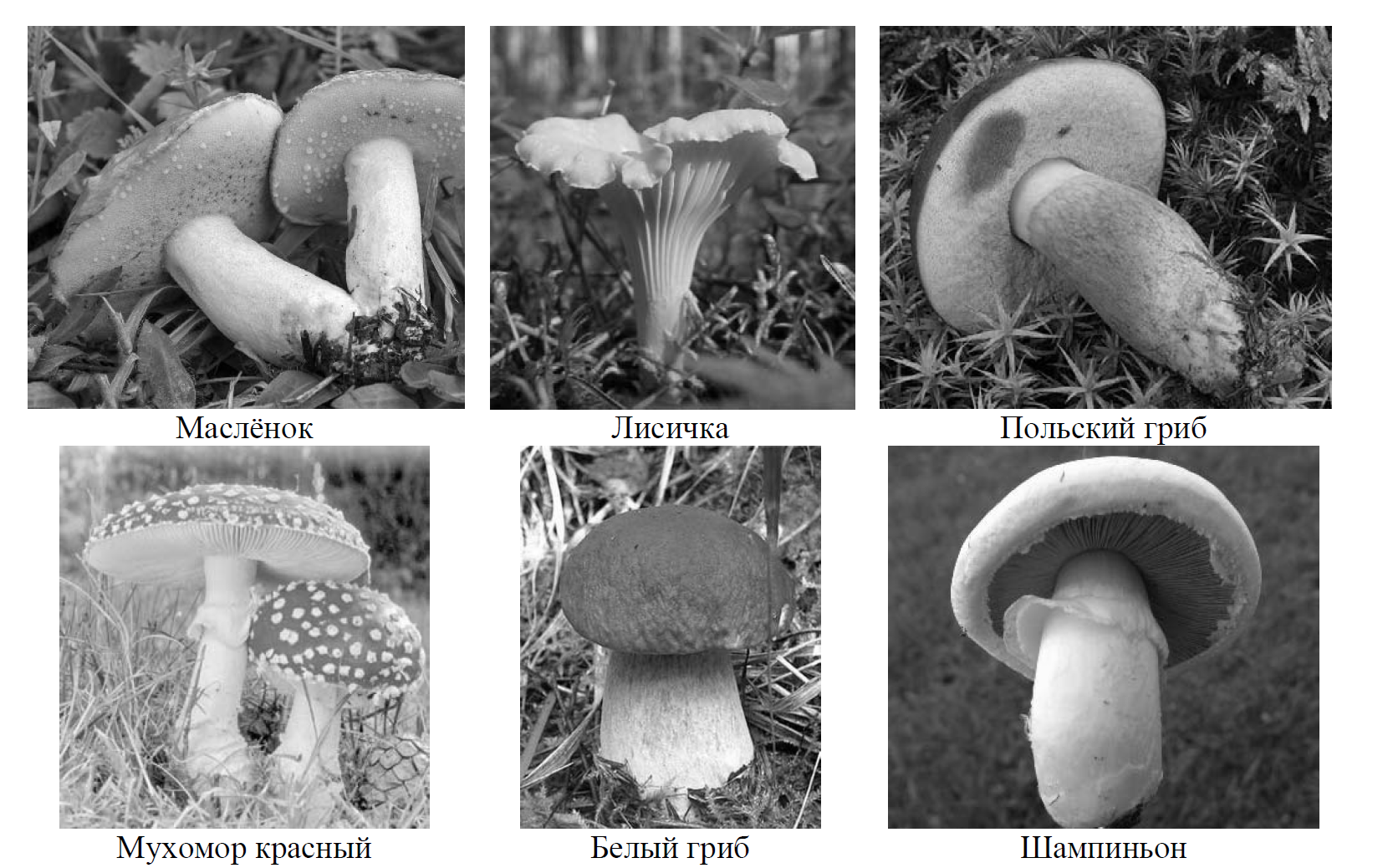 Рассмотрите изображения шести представителей мира грибов масленок лисичка