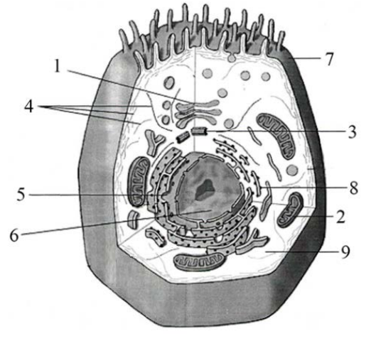 ЕГЭ / Биология / 05-06 задание (24) / 61 изображение 1