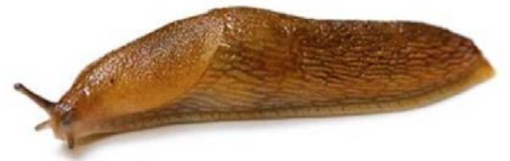 ОГЭ / Биология / 22 задание (24) / 57 изображение 1