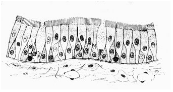 ЕГЭ / Биология / 15 задание / 104 изображение 1