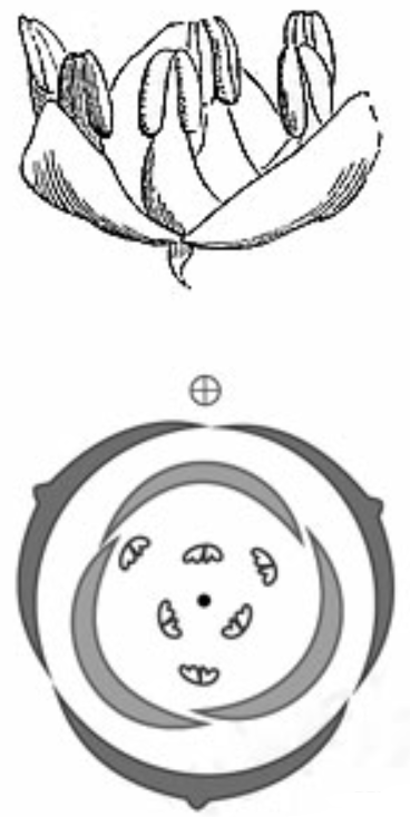 Если в процессе эволюции у растения сформировался цветок изображенный на рисунке то для этого