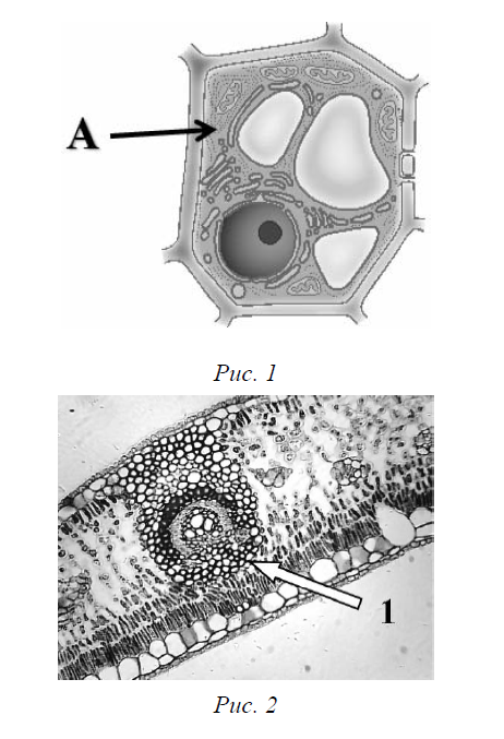 ВПР / Биология / 6 класс / 07 задание / 94
