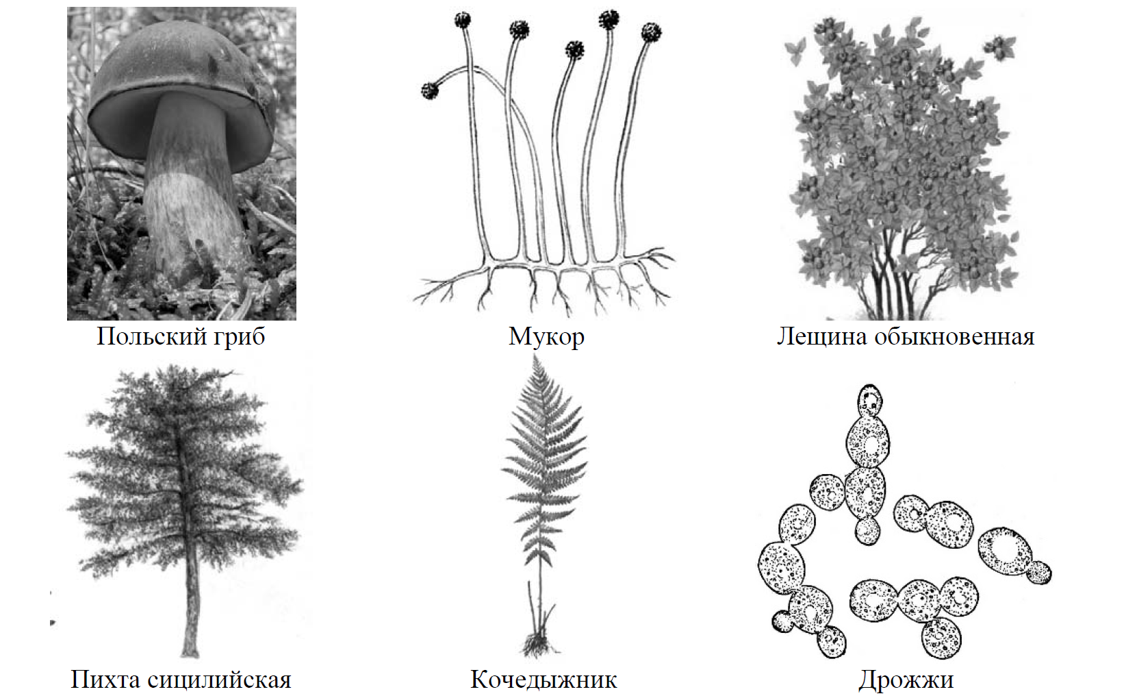 Рассмотрите изображение шести организмов впр. Систематика в биологии ВПР 7 класс. ВПР биология репликация рисунок. Изображение грибов на рисунках ВПР биология 5 класс.
