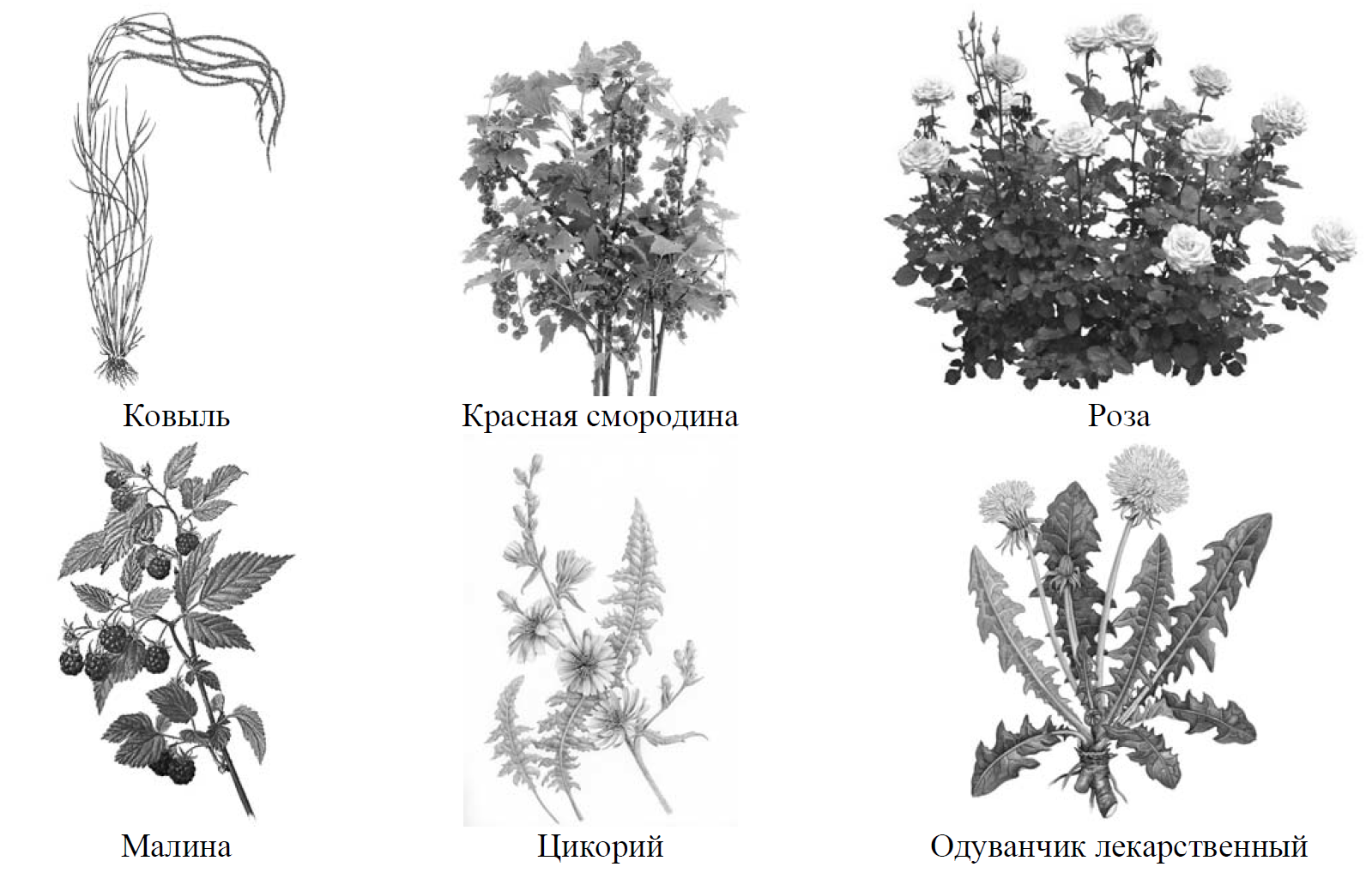 ВПР / Биология / 7 класс / 09 задание / 95 изображение 1