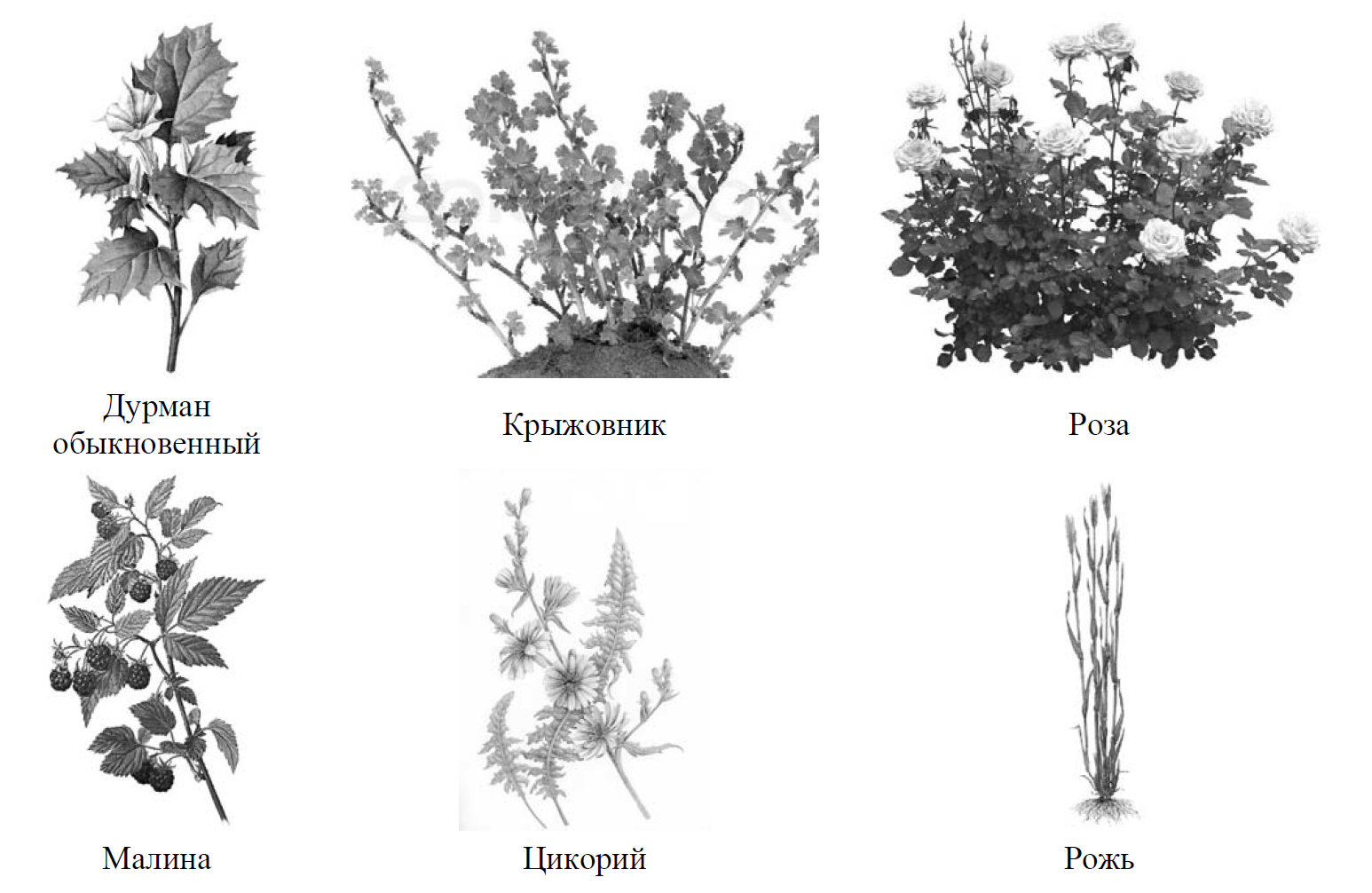 ВПР по биологии 7 класс растения. ВПР по биологии 7 класс растения и животные. Разделение растений схема.