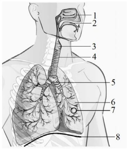ЕГЭ / Биология / 13-14 задание (24) / 38 изображение 1