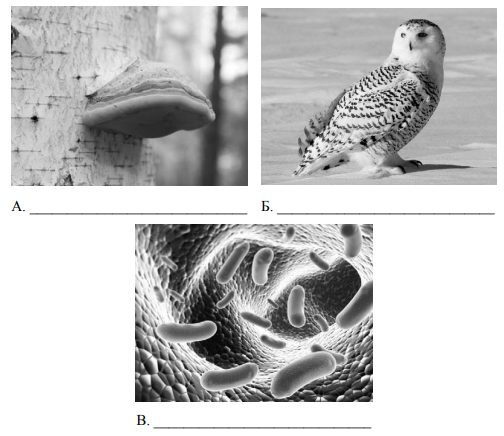 Рассмотрите фотографии с изображением представителей различных объектов природы подпишите их 5 класс