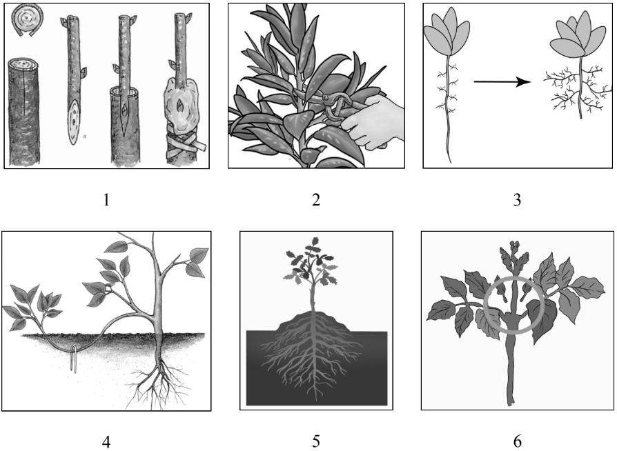ЕГЭ / Биология / 09-10 задание (24) / 43 изображение 1