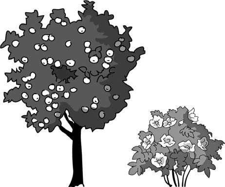 На рисунке изображены облепиха и дуб. Деревья в ряд рисунок. На рисунке изображены дерево и растущий рядом куст. Дерево случайного опыта. Куст 0,9 дерева на рисунке изображён.