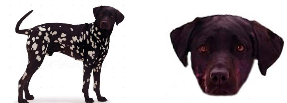 ОГЭ / Биология / 13 задание (24) / 52 изображение 1