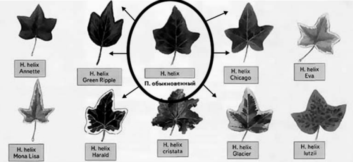Общее свойство живых систем листья. Лист изображенный на рисунке. Общее свойство живых систем листья плюща. Изменчивость листьев плюща. Свойства живых организмов впр