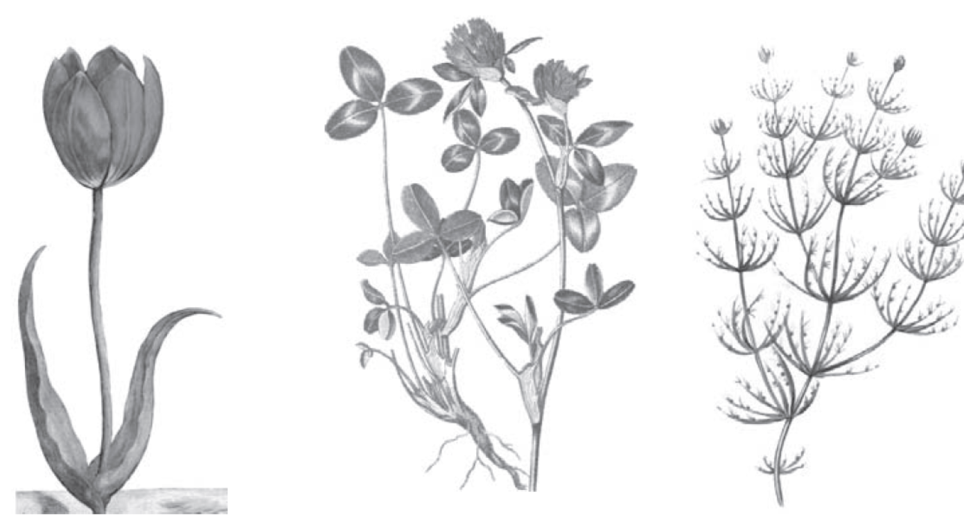 Рассмотрите изображения растений нителла редька дикая. Биологический рисунок растения. Физические рисунки растений. Картинка нителла растение. Нителла рисунок.