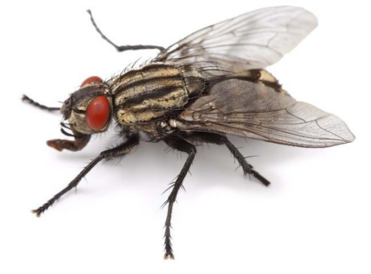 ОГЭ / Биология / 22 задание (24) / 58 изображение 1