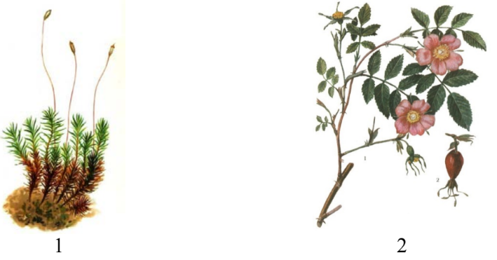 ОГЭ / Биология / 11 задание (24) / 35 изображение 1