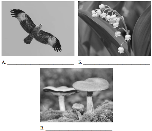 Рассмотрите фотографии с изображением представителей различных объектов природы впр ответы