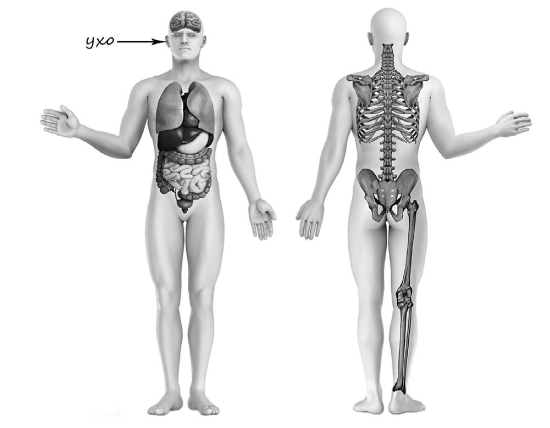 Предплечье окружающий мир 4 класс. Строение тела. Тело человека. Рассмотрим изображение человека покажи стрелками. Изображение человека ВПР.