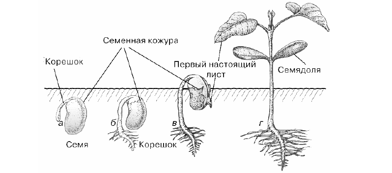 ВПР / Биология / 6 класс / 01 задание / 93 изображение 1
