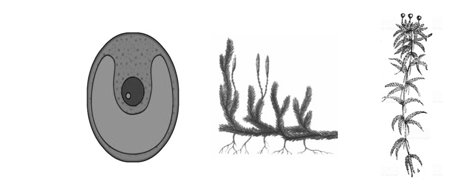 Рассмотрите изображения кукушкин лен ламинария баклажан. Плаун булавовидный среда обитания. Плаун ВПР. Зелёные водоросли ВПР по биологии 7. Биолог разрезы.