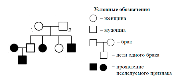 По изображенной на рисунке родословной определите вероятность в процентах рождения ребенка