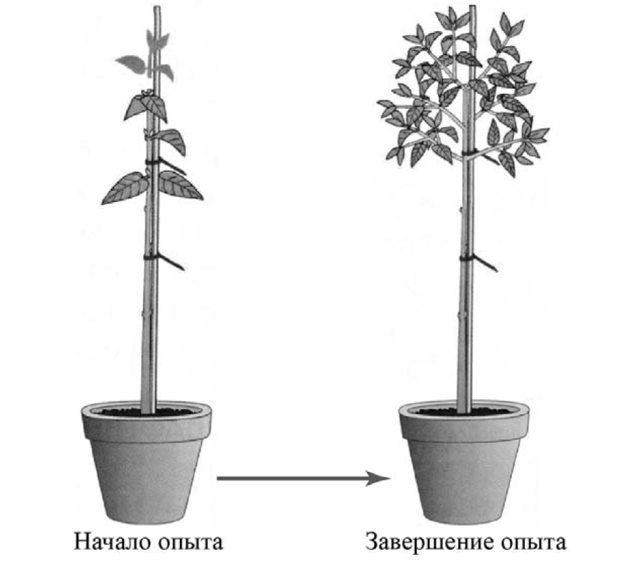 Впр биология линейный