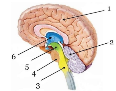 ОГЭ / Биология / 16 задание (24) / 40 изображение 1